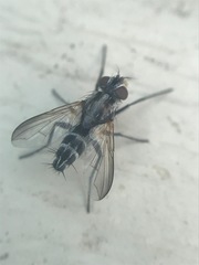 Vanderwulpia sequens