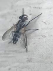 Vanderwulpia sequens