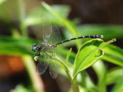 Hemigomphus theischingeri