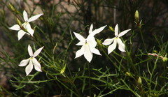 Lithotoma anethifolia