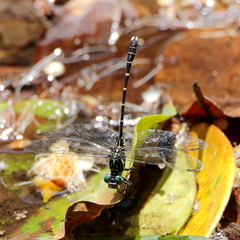 Hemigomphus theischingeri