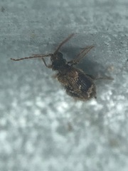 Ptinus texanus