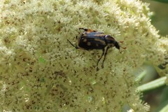 Stripsipher orientalis