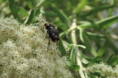 Stripsipher orientalis