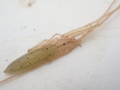 Ischalea spinipes