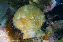 Flexopecten felipponei