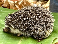 Atelerix albiventris