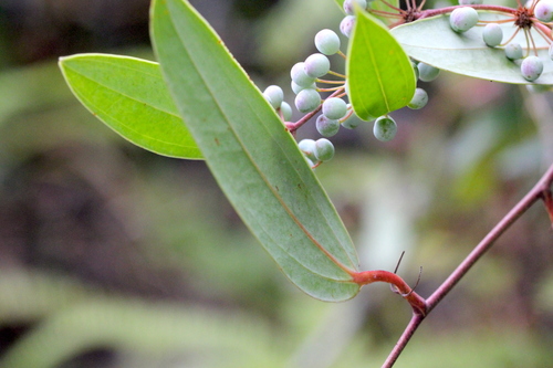 Image of Smilax glabra by no rights reserved