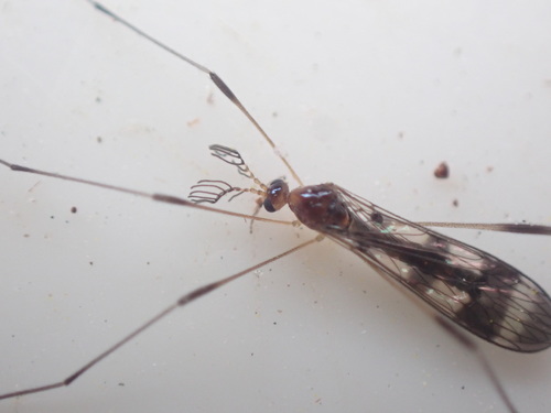 Gynoplistia (Gynoplistia) trifasciata