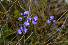 Comesperma calymega
