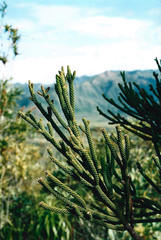Dacrydium araucarioides