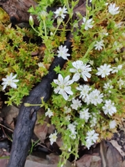 Stellaria pungens
