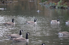 Branta canadensis
