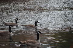 Branta canadensis