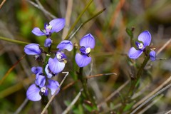 Comesperma calymega