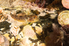 Helcogrammoides cunninghami