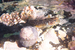 Helcogrammoides cunninghami