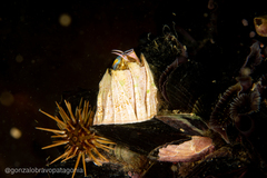 Austromegabalanus psittacus