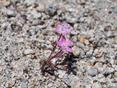 Gilia leptantha purpusii