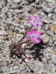 Gilia leptantha purpusii