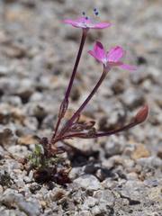 Gilia leptantha purpusii