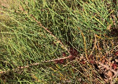 Allocasuarina pusilla