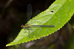 Austroargiolestes amabilis