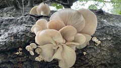 Pleurotus populinus