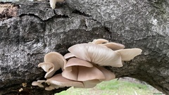 Pleurotus populinus
