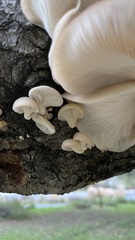 Pleurotus populinus