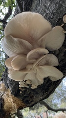 Pleurotus populinus