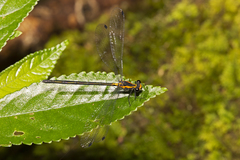 Austroargiolestes amabilis