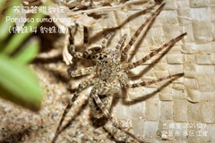 Pardosa sumatrana
