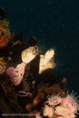 Austromegabalanus psittacus