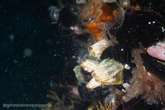 Austromegabalanus psittacus