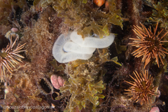 Pleurobranchaea maculata