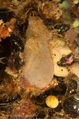 Ascidiella aspersa