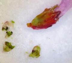 Erica glabella laevis