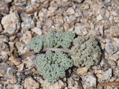 Oreonana clementis