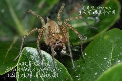 Allagelena difficilis