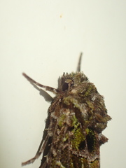 Ichneutica chlorodonta