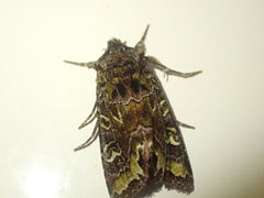 Ichneutica chlorodonta