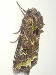 Ichneutica chlorodonta
