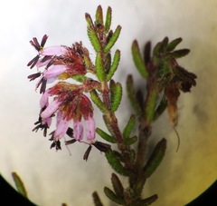 Erica glabella laevis
