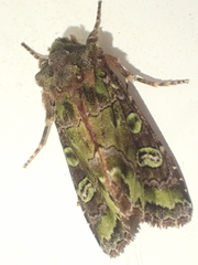 Ichneutica chlorodonta