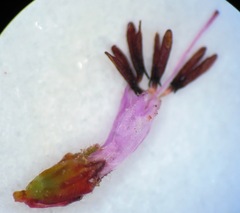Erica glabella laevis
