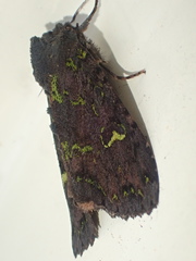 Meterana merope