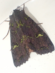 Meterana merope
