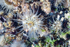 Parabunodactis imperfecta