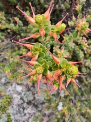 Epacris robusta